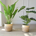 Large Woven Flower Pot Set | Nordic Boho Indoor Planter Woven Indoor Planter Oasis Select 28x30cm