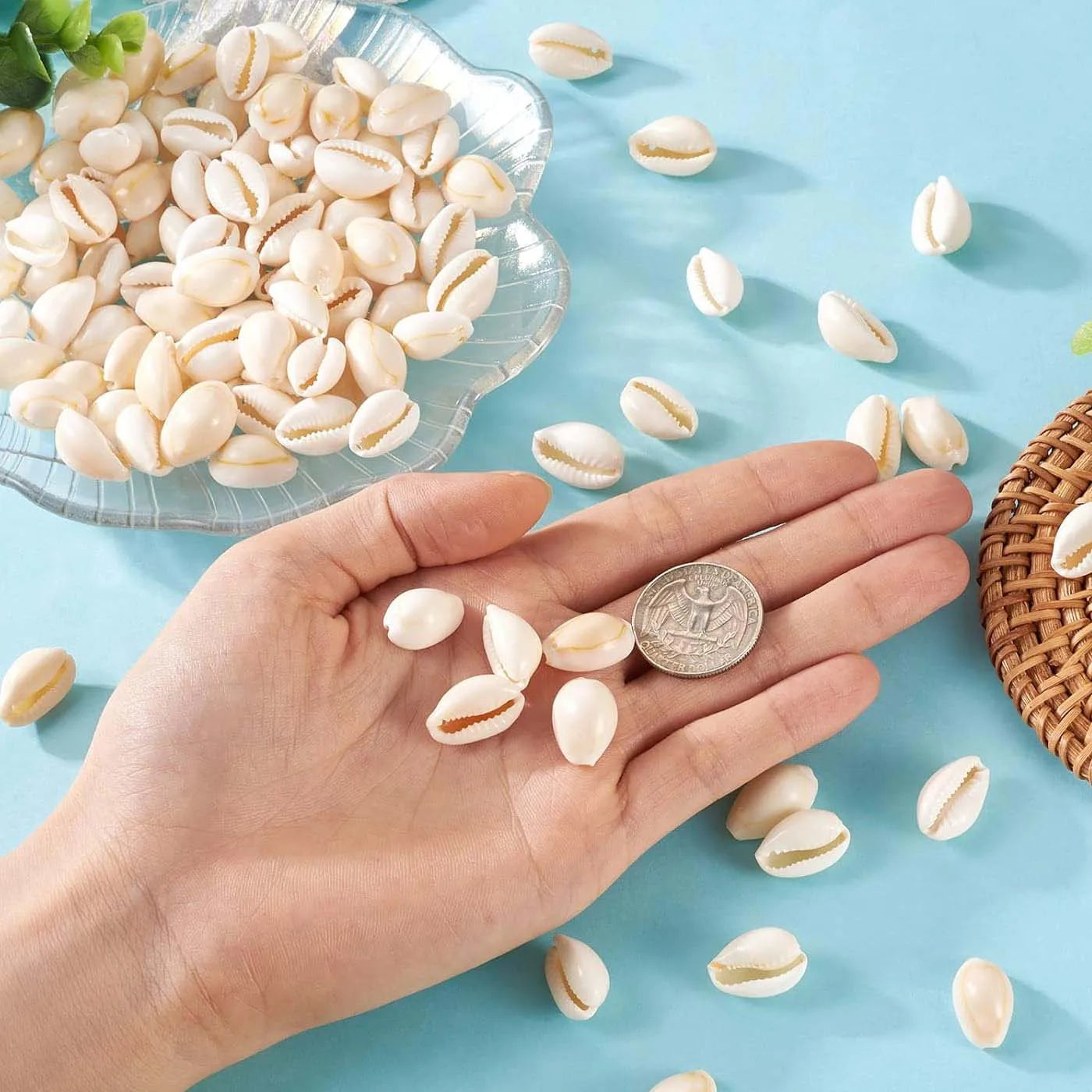 Natural Spiral Seashells – Jewelry, Fish Tank & Vase Filler