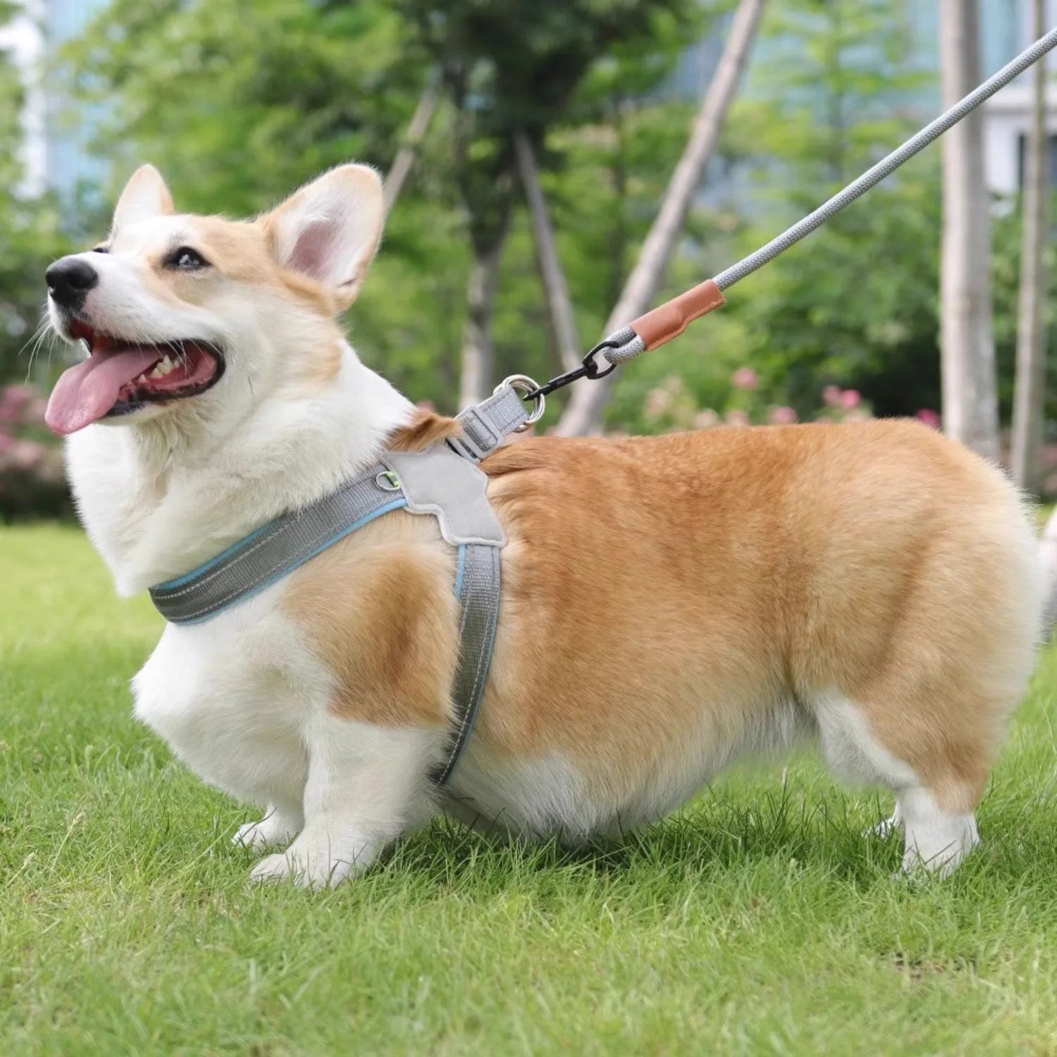 Dog vest leash pet chest harness leash suitable for small and medium-sized Shiba Inus Corgis Bichon Frises and Teddy dogs. Oasis Select