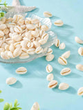 Natural Spiral Seashells – Jewelry, Fish Tank & Vase Filler