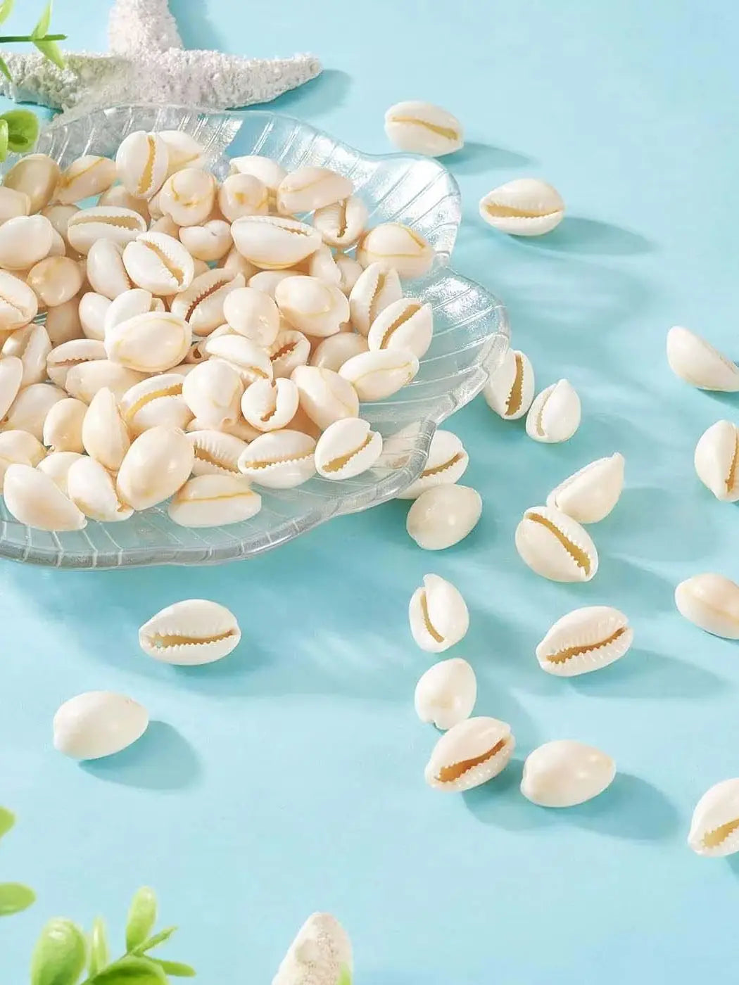 Natural Spiral Seashells – Jewelry, Fish Tank & Vase Filler
