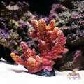 Artificial Coral Fish Tank Decoration Emulates Starfish Resin Reef Landscape Aquarium Decoration Craft Tabletop Decoration Oasis Select 1-8x4x9cm