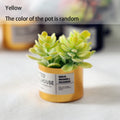 Mini Plastic Succulent Pots Small Succulent Pots Funny Plant Pots Doll House Decor Fairy Garden Micro Landscape Desk Accessories Oasis Select Yellow