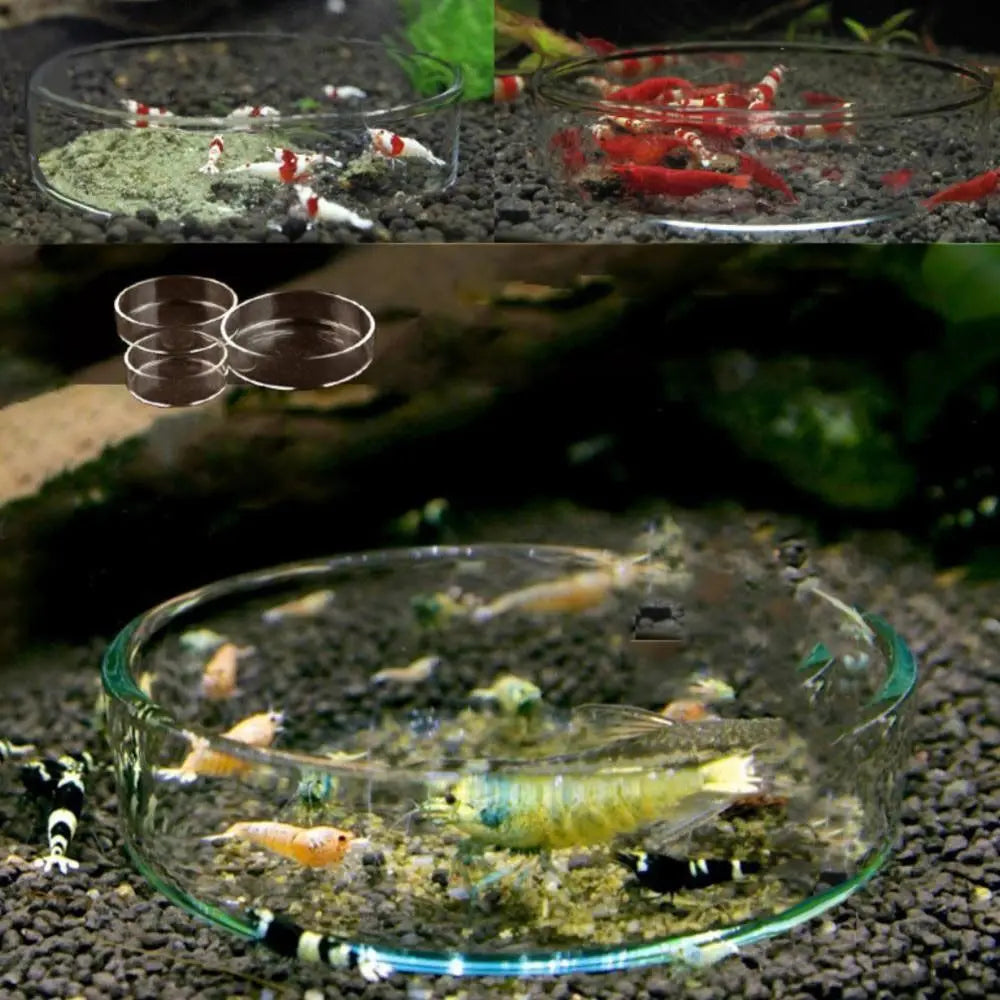 Acrylic Aquarium Feeder Transparent with Suction Cup Aerial Feeding Bowl Universal Fish Shrimp Feeding Dish Oasis Select