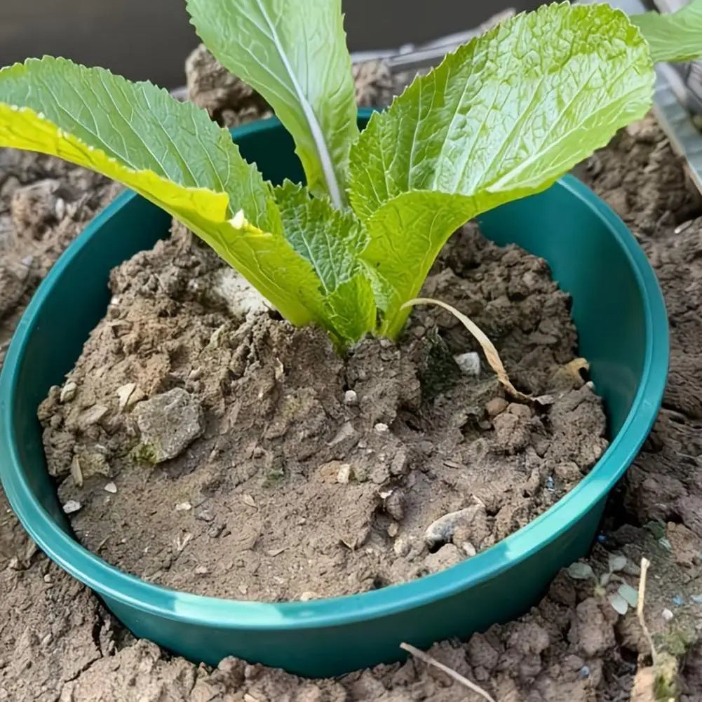 Green Plastic Plant Support Ring – Seedling Pot Holder 22cm