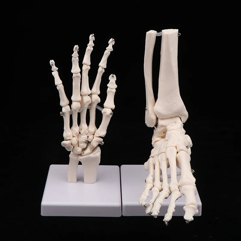 Anatomical Hand And Foot Skeleton Model Showing Ulna And Radius Portray Natural Movement Of Human Hand Foot Oasis Select