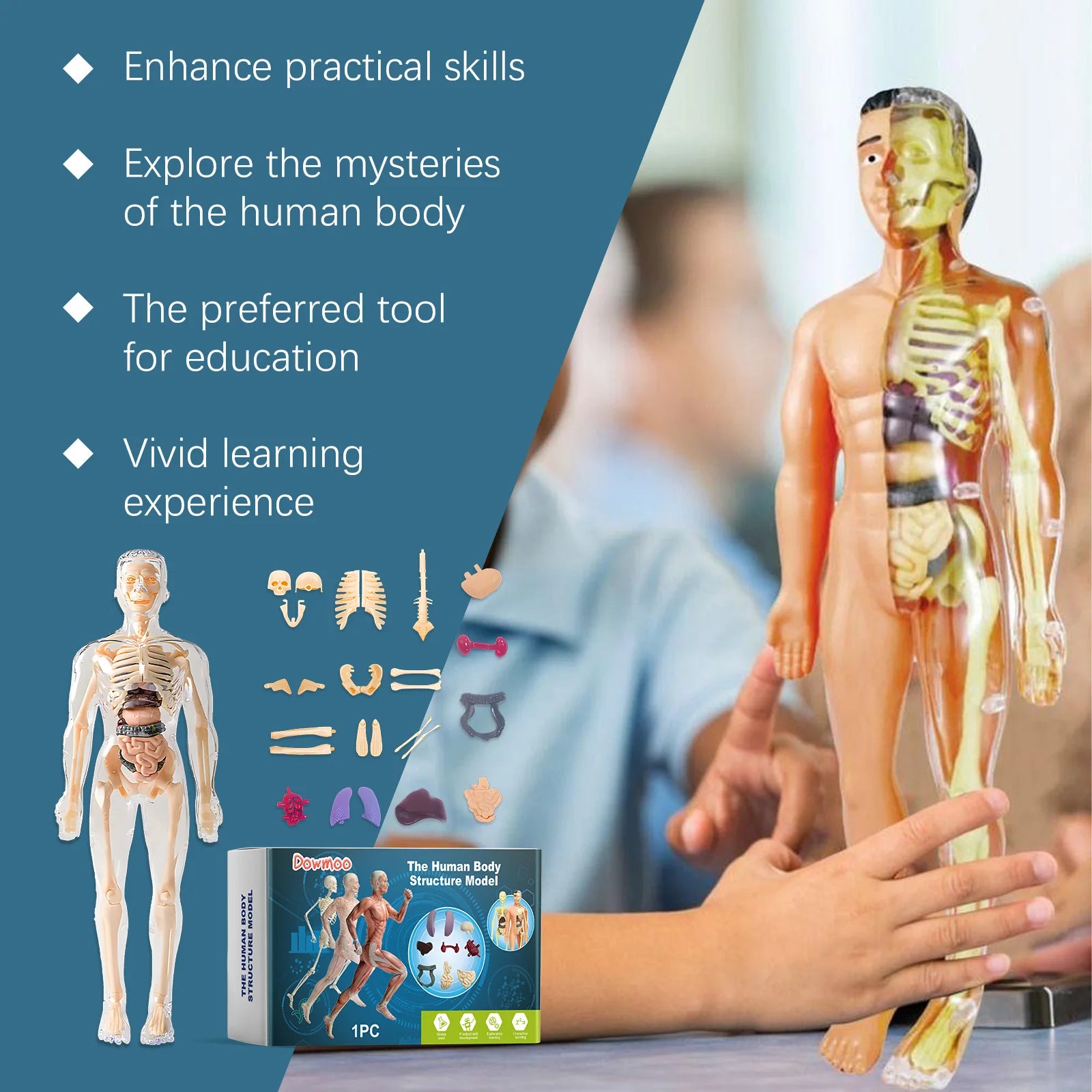 3D Human Body Model Anatomy Model Detachable Human Body Toy Stem Educational Toy Human Anatomy Model Body Structure Model Oasis Select
