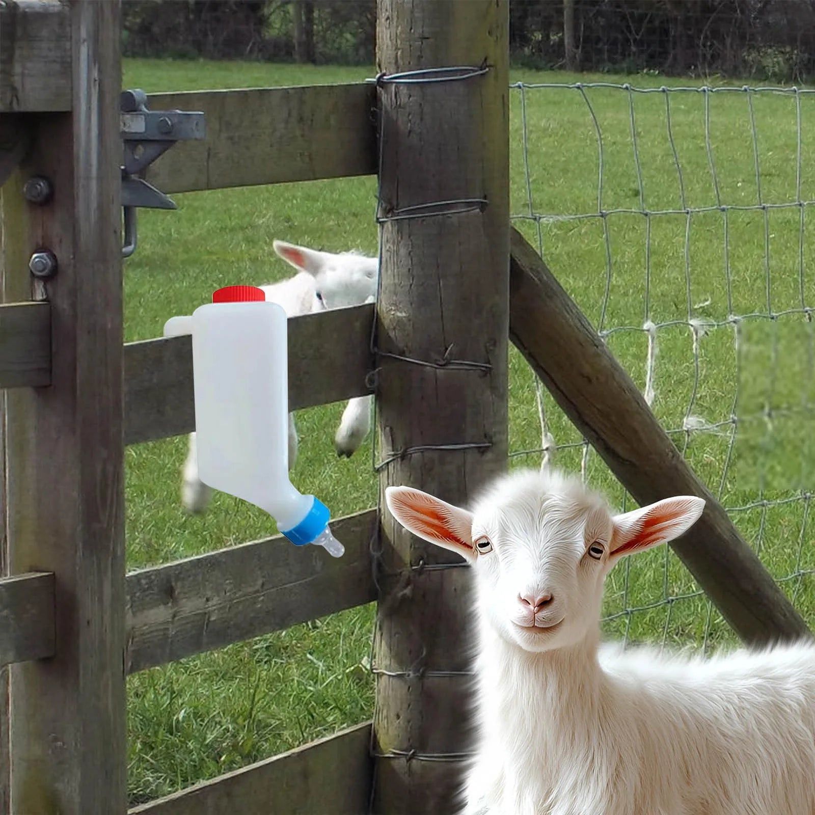 800ml Hanging Lamb & Calf Feeding Bottle with Scale – 2 Pack Animal Feeding Bottle Oasis Select