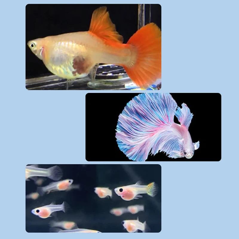 Floating Fish Breeding Isolation Box | Aquarium Hatchery