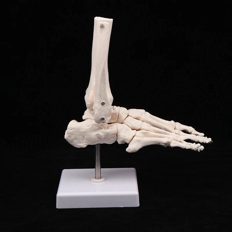 Anatomical Hand And Foot Skeleton Model Showing Ulna And Radius Portray Natural Movement Of Human Hand Foot Oasis Select foot