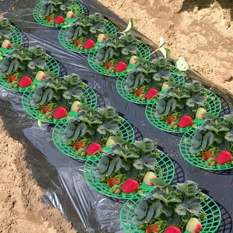 6/12pcs Green PVC Strawberry Support Cage for Vegetable Garden - 3-Legged Plant Protector, and Rot, Easy Assembly Oasis Select