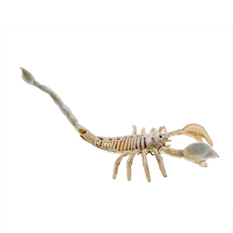 Halloween Skeleton Piranha Lizard Spider Mouse Bat Scorpion Skeleton Animal Skeleton Oasis Select Scorpion