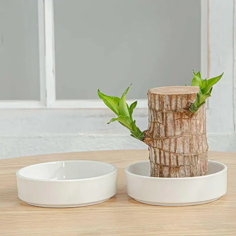 2pcs Brazilian Wood Pallet Desk Decor Elegant Ceramic Plates Plant Pot Base Brazilian Wood Tray Jewelry White Tray Decoration Oasis Select