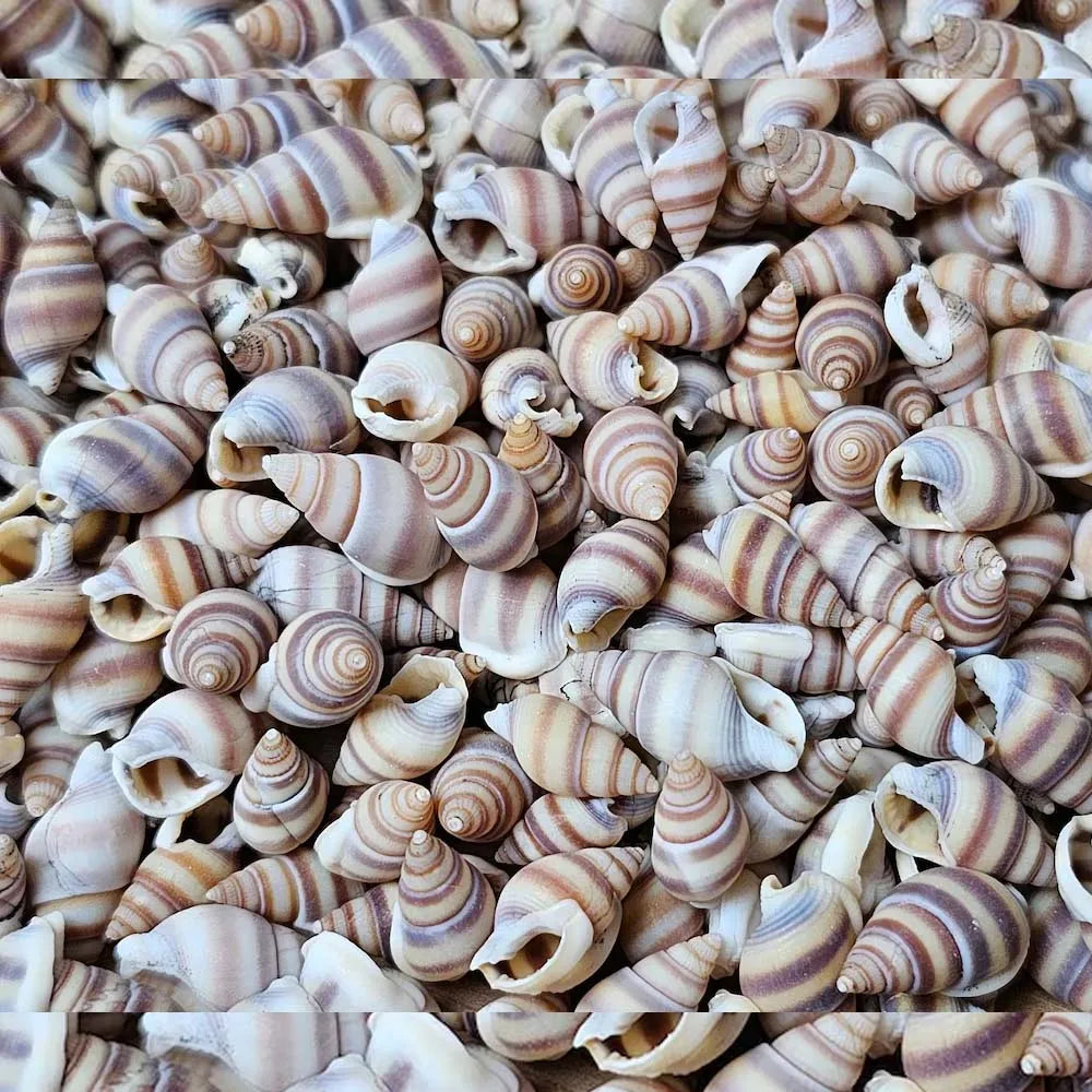 1Box Mini Sea Shells, Tiny Beach Shells,Seasnail For hobby, gift or decoration Art Crafts Projects Fish Tank Vase Fill Oasis Select