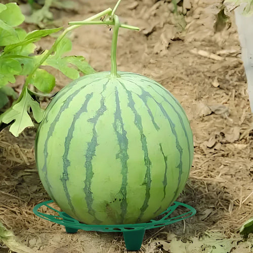 10pcs Watermelon Cradle Reusable Fruits Vegetables Nursery Tray Vegetables Plant Holder for Watermelons Pumpkins Melons Squash Oasis Select