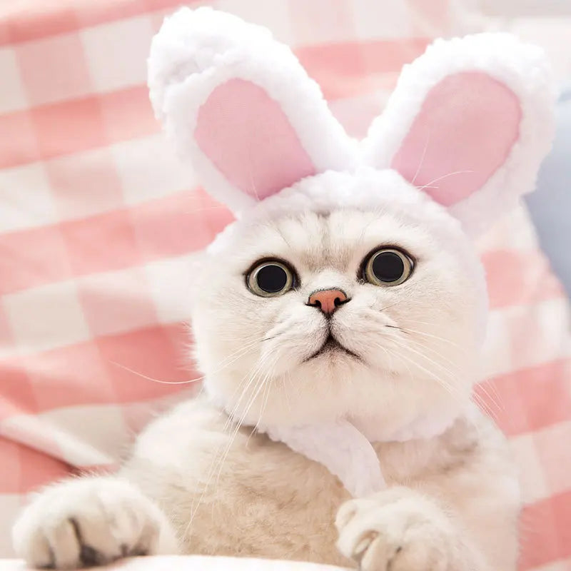 Internet Celebrity Pet Cat Lion Head Rabbit Ears Frog Bear Pet Hat Funny Headwear Oasis Select Rabbit S