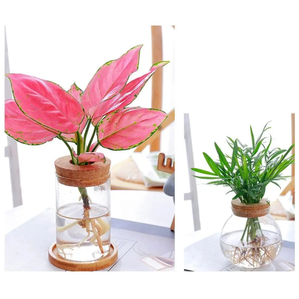 Creative Home Glass Vase Mini Transparent Hydroponic Flower Pot Potted Soilless Green Plant Terrarium Garden Decoration Oasis Select