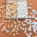 1 Box Small Shell Conch Starfish Natural Tiny Ocean Seashells for DIY Beach Theme Decor Art Crafts Projects Fish Tank Vase Fill Oasis Select 1 BOX
