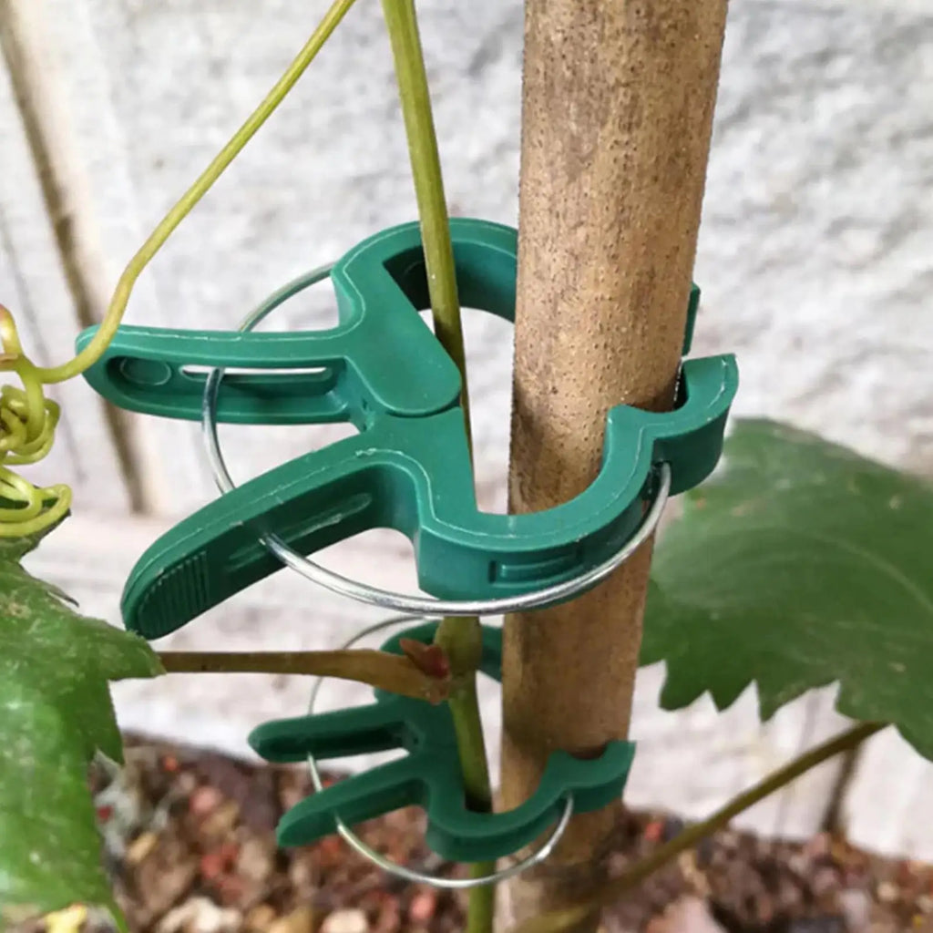 Plant Clips 20Pcs Plant Fixed Clips Reusable Garden Greenhouse Bracket Garden Plants Vine Climbing Clamp Flower Tomato Support Oasis Select