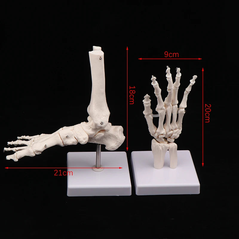 Anatomical Hand And Foot Skeleton Model Showing Ulna And Radius Portray Natural Movement Of Human Hand Foot Oasis Select