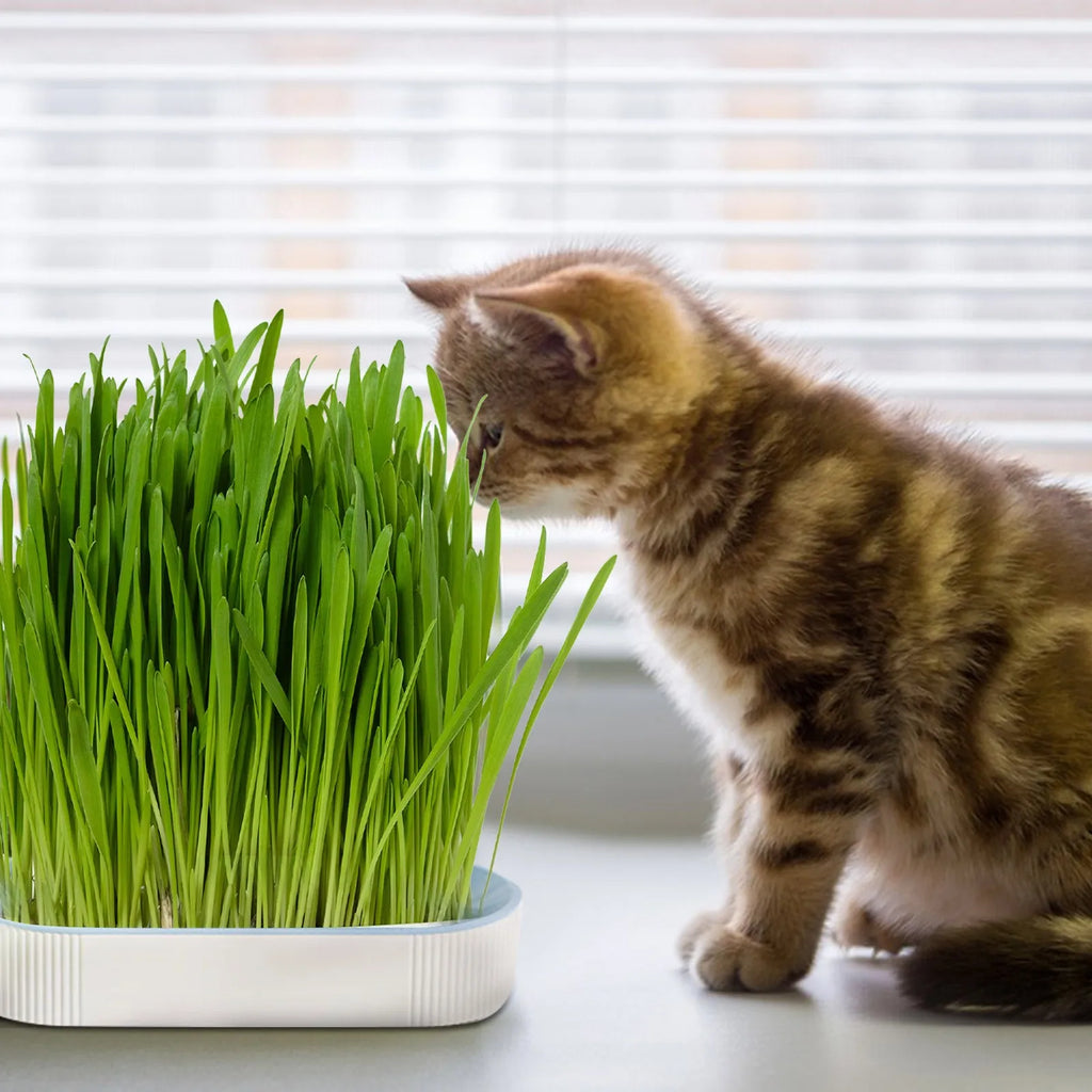 Soilless Cat Grass Hydroponic Growing Kit – Germination Tray Cat Grass Growing Kit Oasis Select