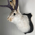 Easter Gift Bunny Head Antlers Wall Hanging Decoration Wall Decor Simulation Rabbit Specimen Resin Art Ornaments Jackalope Decor Oasis Select color One Size