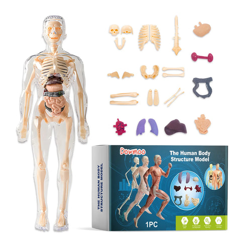 3D Human Body Model Anatomy Model Detachable Human Body Toy Stem Educational Toy Human Anatomy Model Body Structure Model Oasis Select