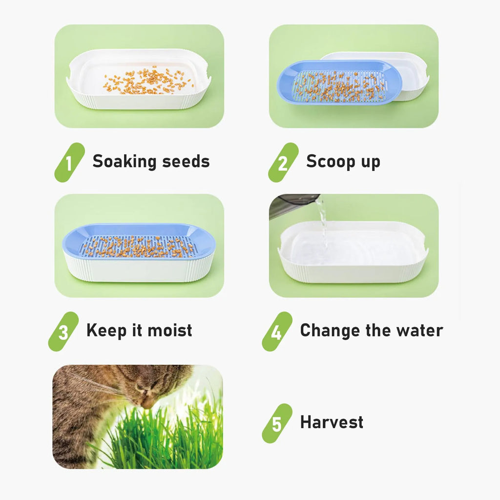 Soilless Cat Grass Hydroponic Growing Kit – Germination Tray Cat Grass Growing Kit Oasis Select
