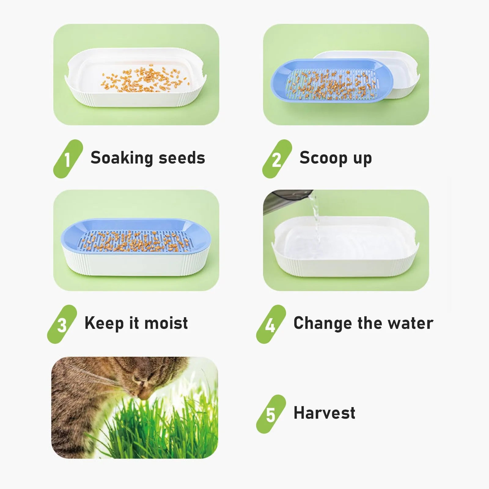 Soilless Cat Grass Hydroponic Growing Kit – Germination Tray Cat Grass Growing Kit Oasis Select