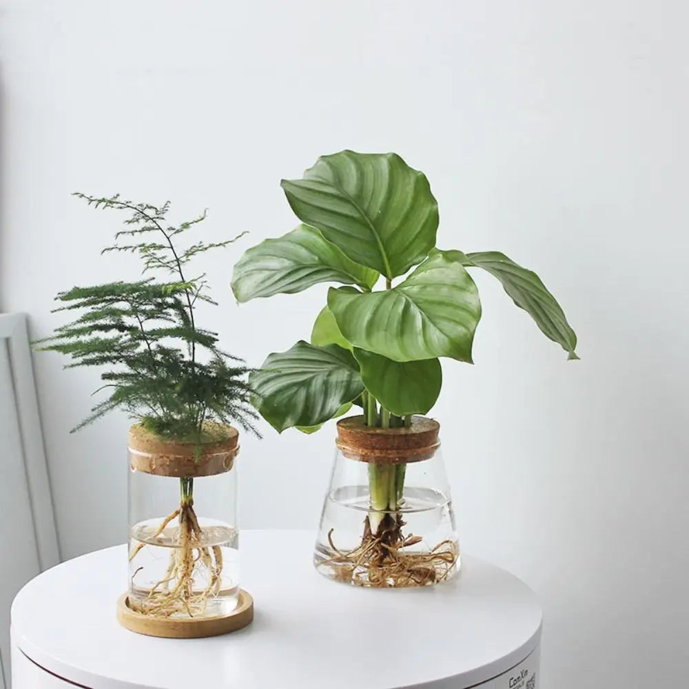 Creative Home Glass Vase Mini Transparent Hydroponic Flower Pot Potted Soilless Green Plant Terrarium Garden Decoration Oasis Select