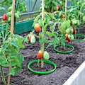 LIKE WISH Permanent Plant Growth Collar 4 Plant Guard Rings For Root Watering And Weed Garden Protection Tool Oasis Select Green