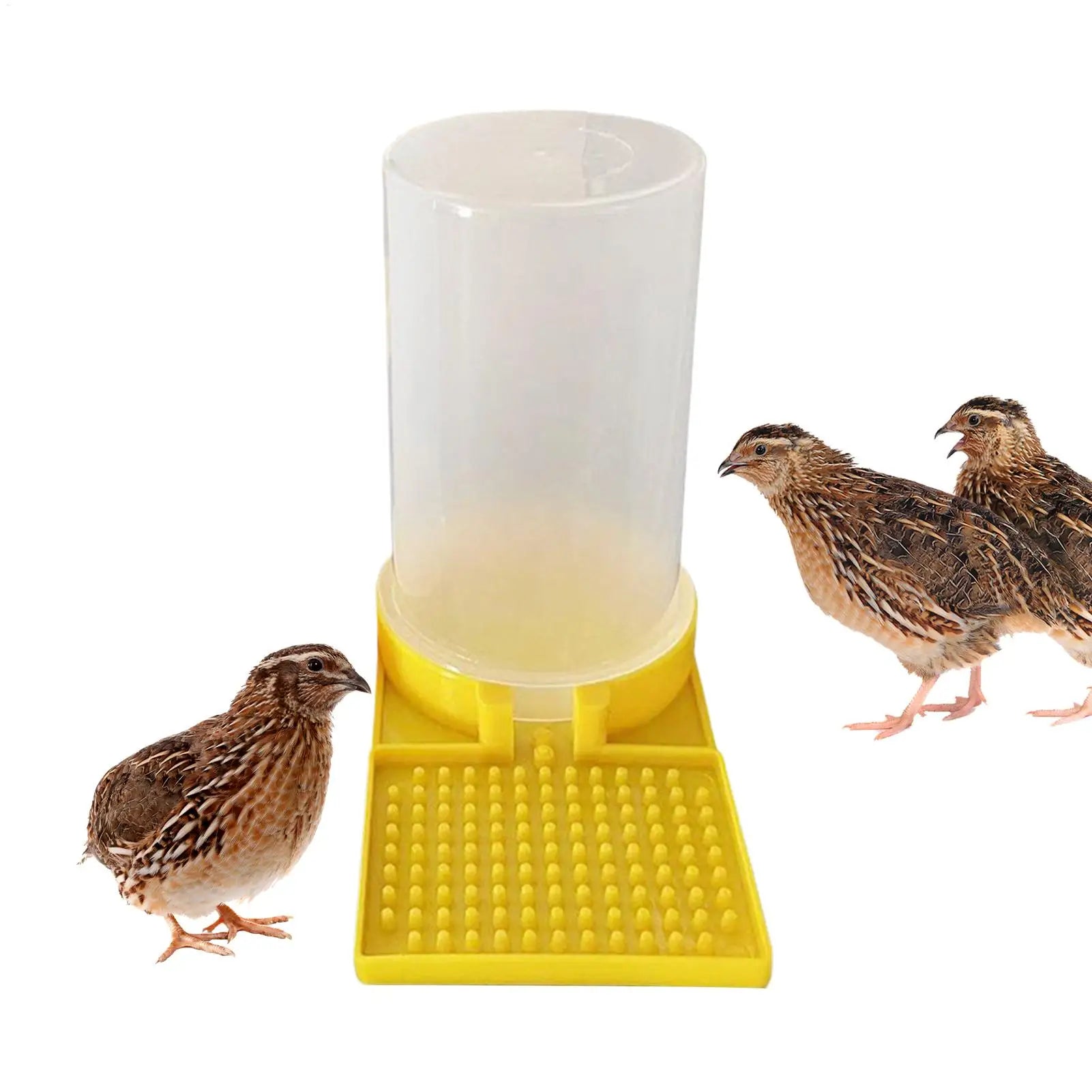 Quail Waterer No Waste Leakproof Large Capacity Clear Feeder Poultry Water Cup Feeding Container for Ducks Hens Chicks Turkey Oasis Select