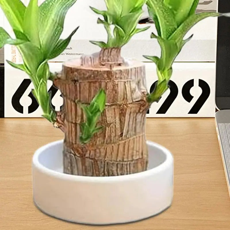 2pcs Brazilian Wood Pallet Desk Decor Elegant Ceramic Plates Plant Pot Base Brazilian Wood Tray Jewelry White Tray Decoration Oasis Select