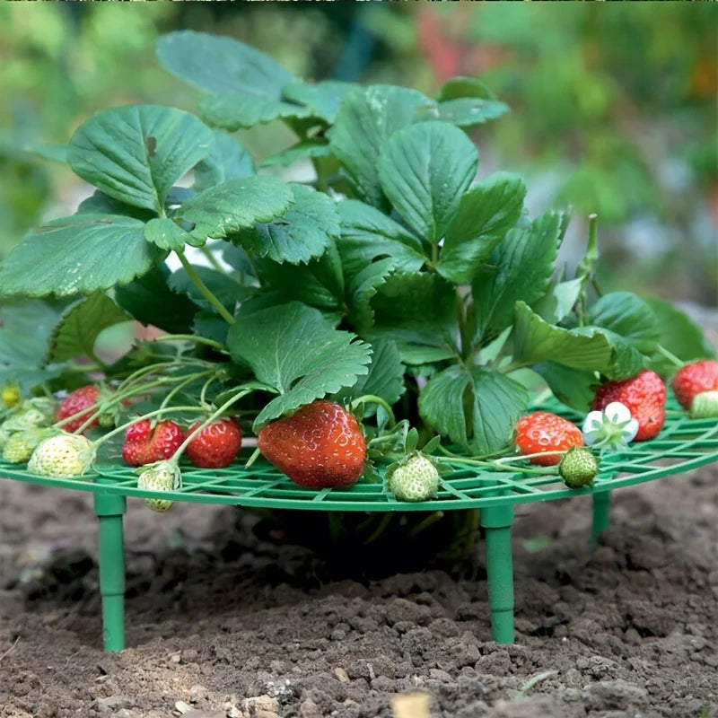 5/10pcs Green Strawberry Planting Rack with 3 Sturdy Stands Versatile Plant for Berries and Small Plants Plant Stand Oasis Select