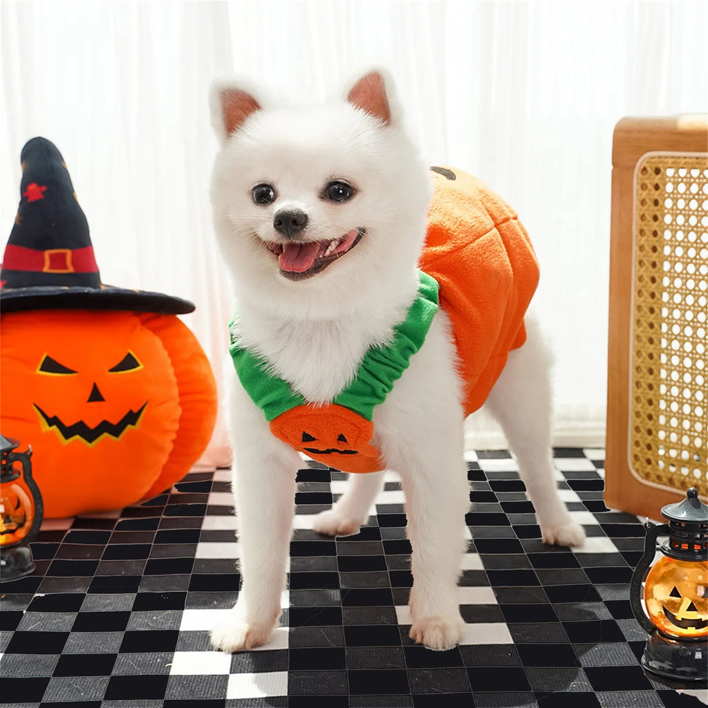 Halloween Pumpkin Costume for Cats & Small Dogs – Funny Pet Outfit Pet Halloween Costume Oasis Select