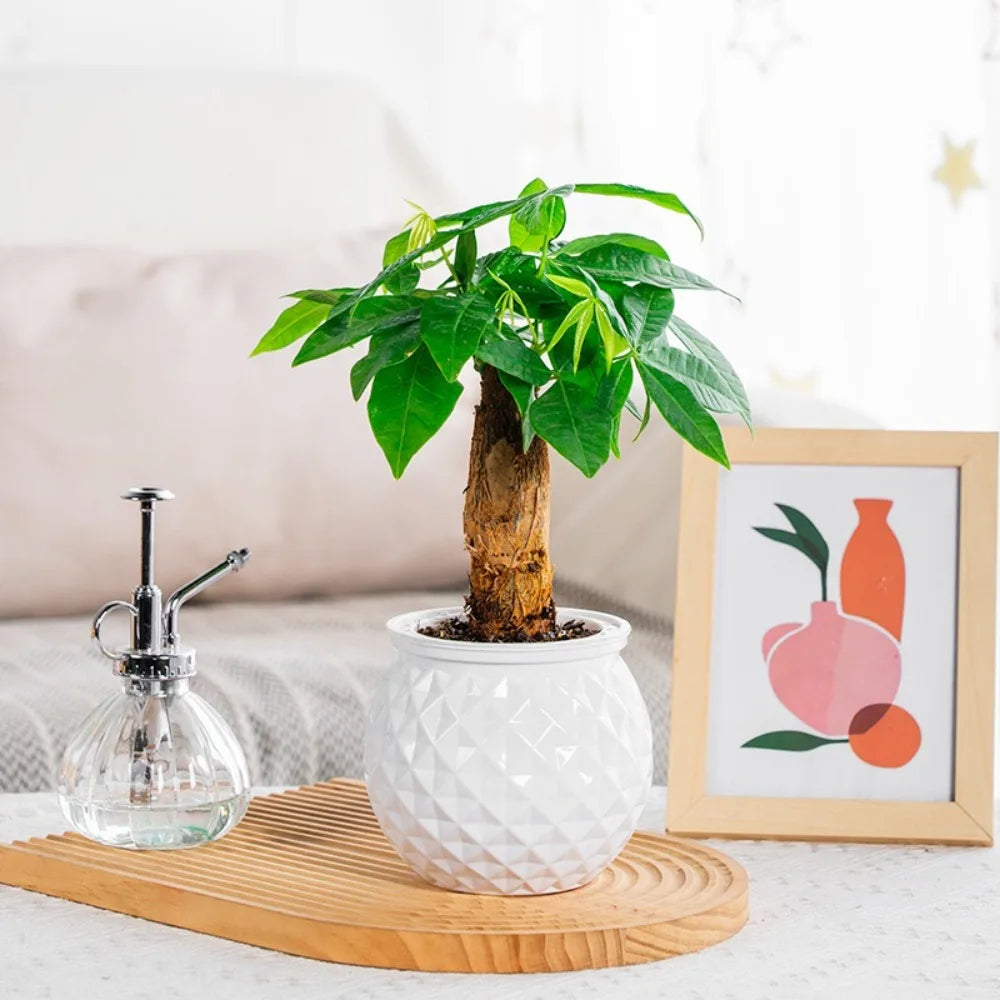 Self-Watering Hydroponic Planter | Mini Succulent Tabletop Pot