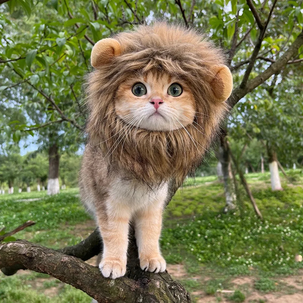 Internet Celebrity Pet Cat Lion Head Rabbit Ears Frog Bear Pet Hat Funny Headwear Oasis Select