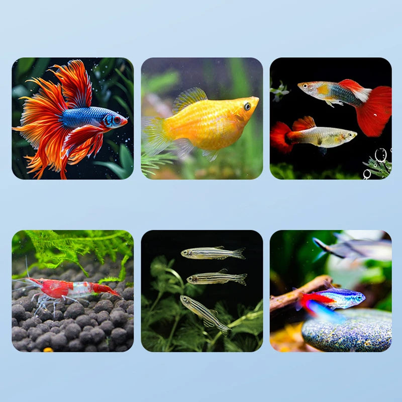 Floating Fish Breeding Isolation Box | Aquarium Hatchery