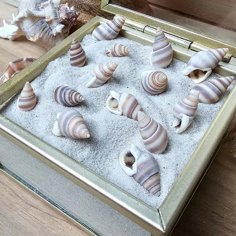 1Box Mini Sea Shells, Tiny Beach Shells,Seasnail For hobby, gift or decoration Art Crafts Projects Fish Tank Vase Fill Oasis Select
