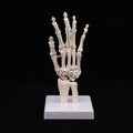 Anatomical Hand And Foot Skeleton Model Showing Ulna And Radius Portray Natural Movement Of Human Hand Foot Oasis Select hand
