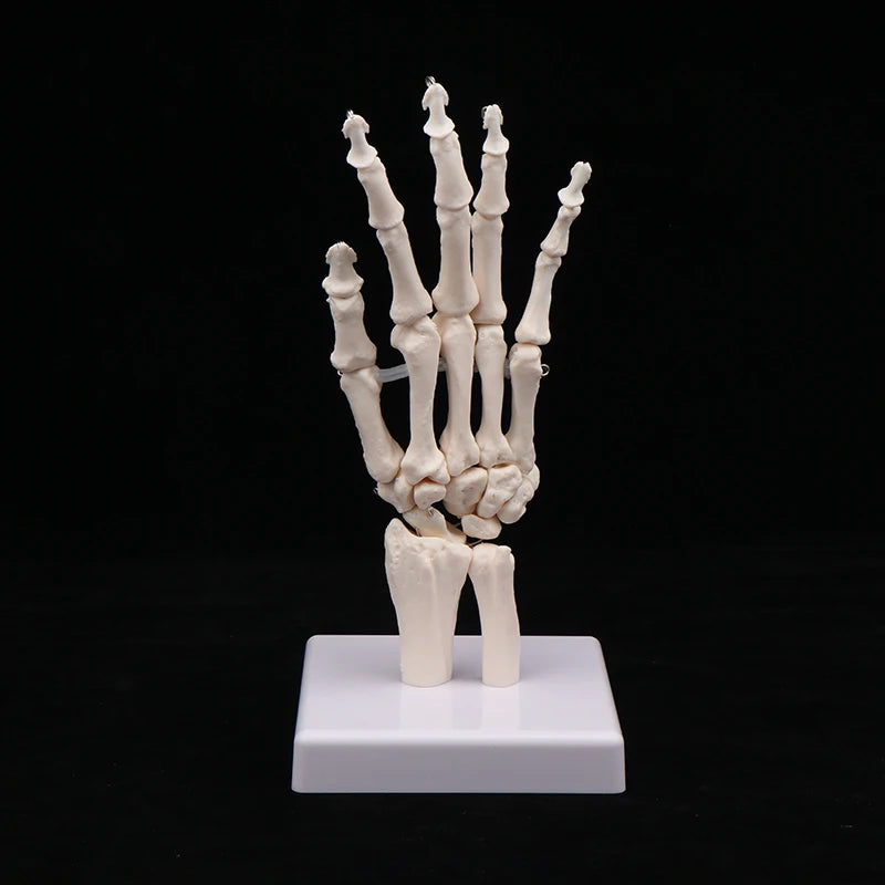 Anatomical Hand And Foot Skeleton Model Showing Ulna And Radius Portray Natural Movement Of Human Hand Foot Oasis Select hand