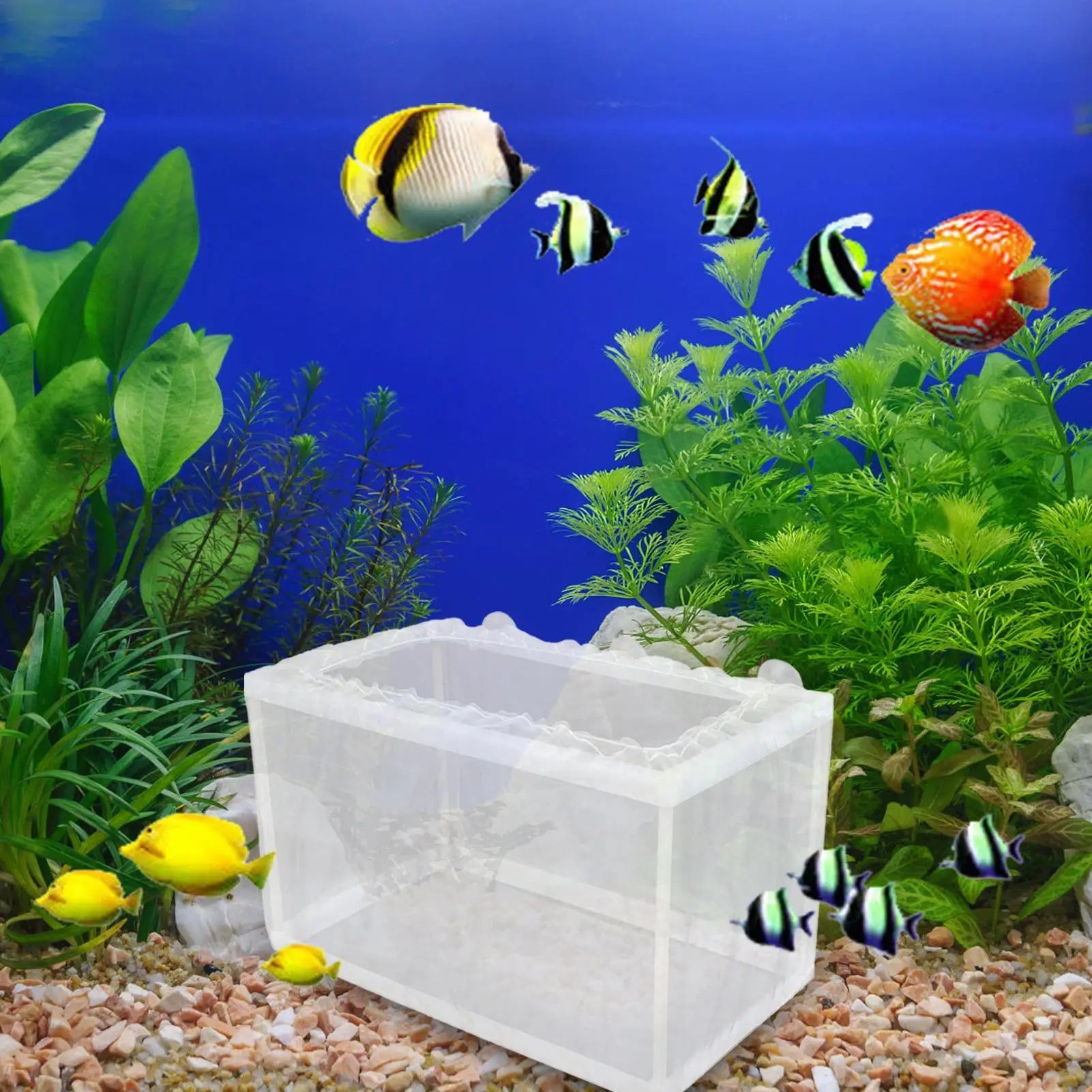 Breeder Box for Fish Tank Fish Isolation Box Mesh Box Juvenile Fish Separation Net with Suction Cups Fish Tank Incubator Box Oasis Select