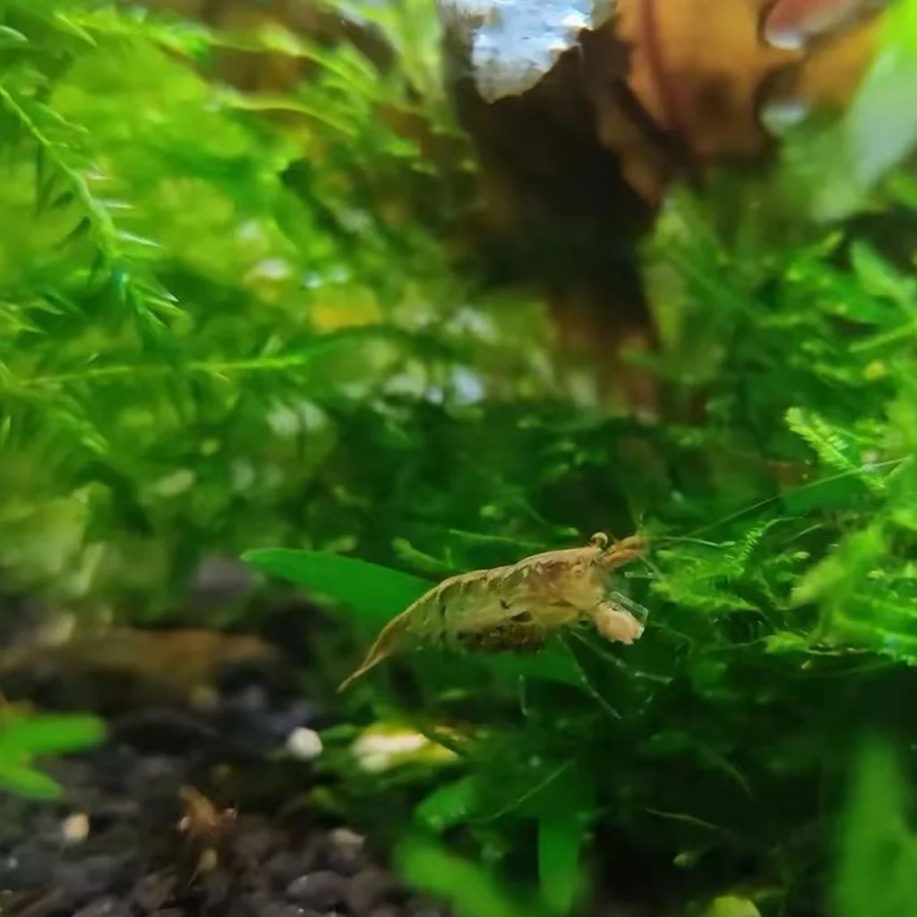 Aquarium Shrimp Feed High Calcium Nutritious Food For Black Shell Shrimp Small Pet Shrimp Daily Diet With Feeding Spoon Oasis Select