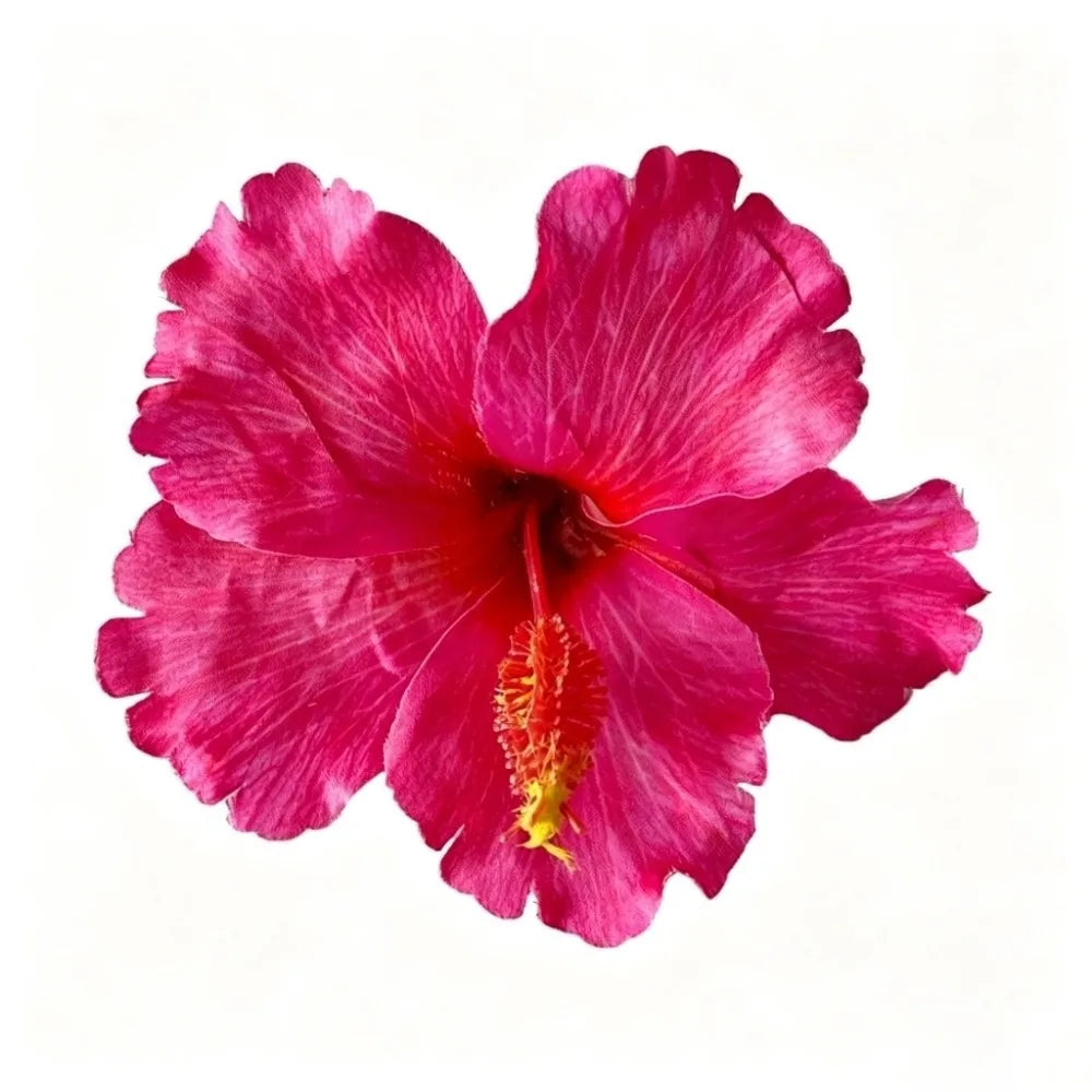 Artificial Flower Hibiscus Flower Hair Clip Do Not Hurt Hair Bohemia Style Bangs Hairpin Hearwear Summer Oasis Select 6
