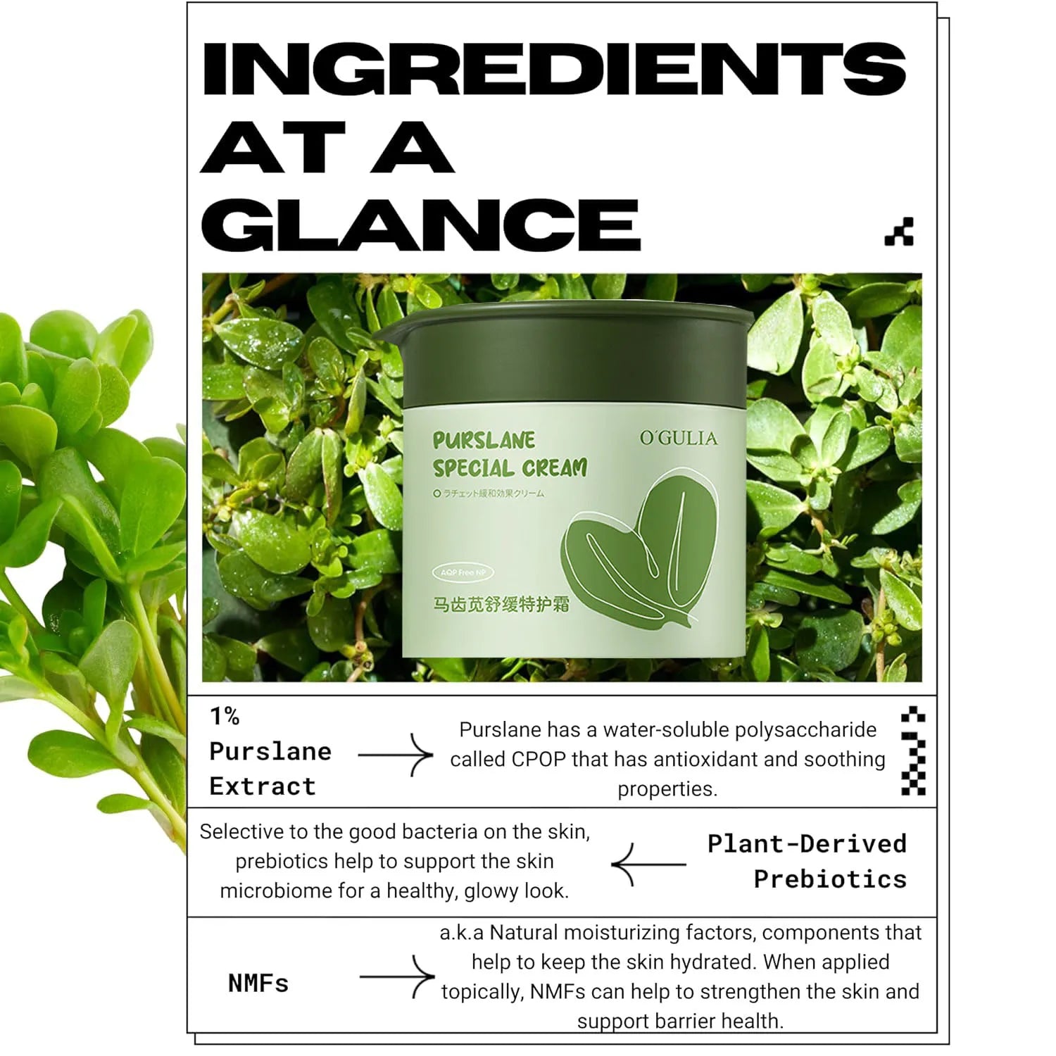 Purslane Facial Cream – Hydrating, Calming Barrier Moisturizer