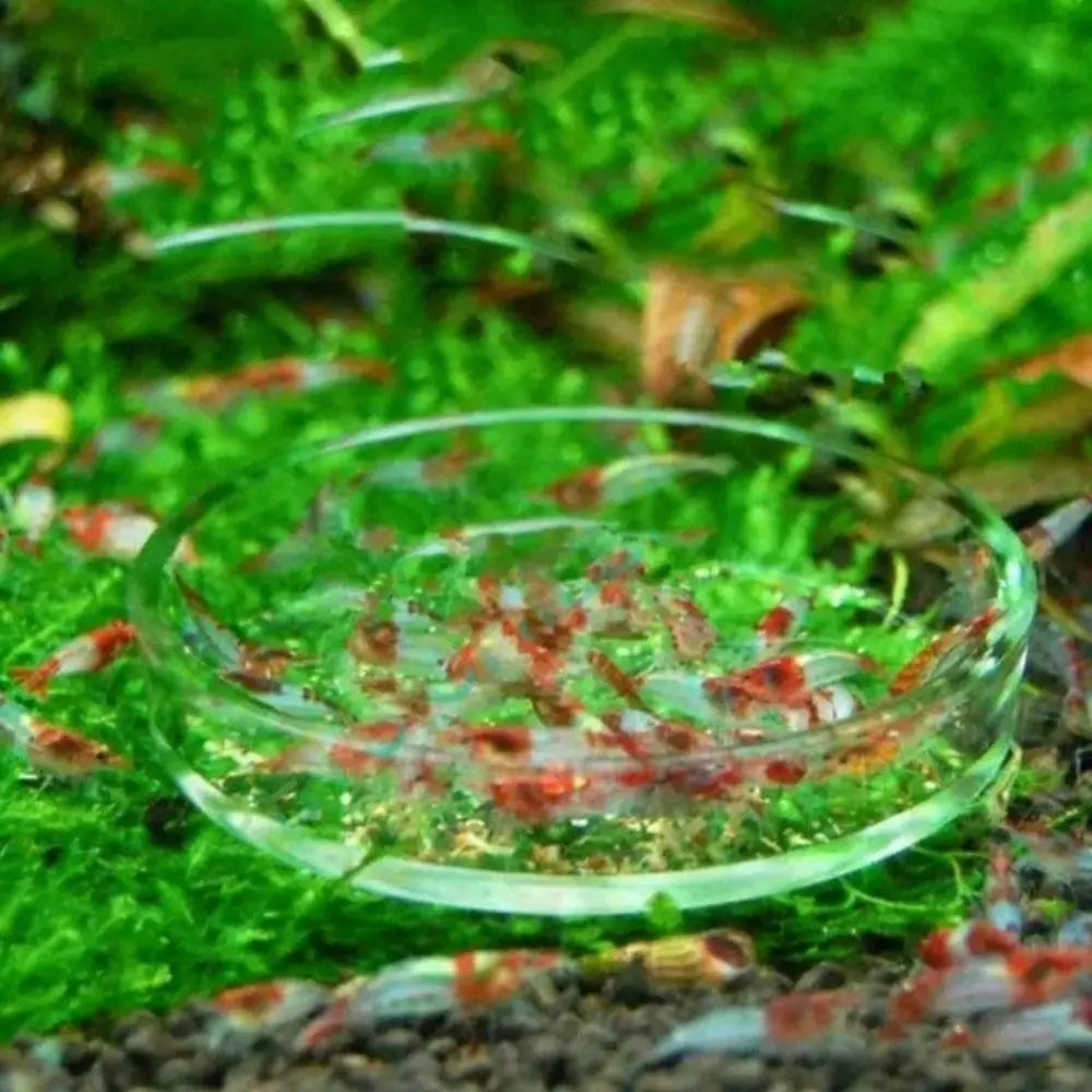 Acrylic Aquarium Feeder Transparent with Suction Cup Aerial Feeding Bowl Universal Fish Shrimp Feeding Dish Oasis Select
