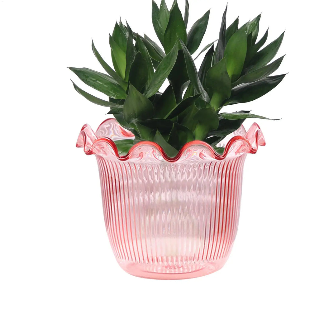 Decorative Vases for Home Decor Water Plant Vase Hydroponic Planter PET Vase transparent Water Plant Vase Hydroponic Planter Oasis Select