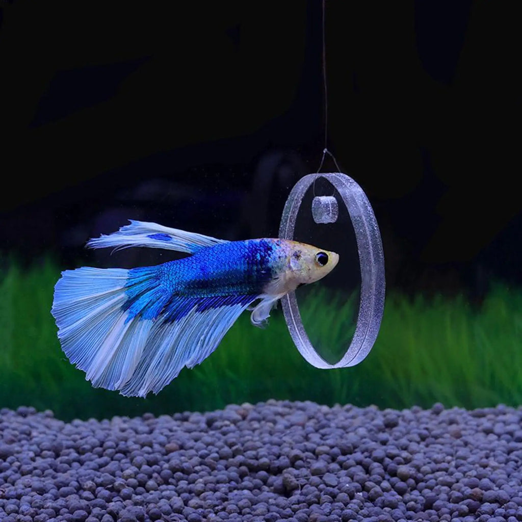 2Pcs Fish Training Ring Suction Cup Fish Tank Feeding Ring Fish Tail Toy Betta Training Circle Fish Tank Decorative Enrichment Oasis Select