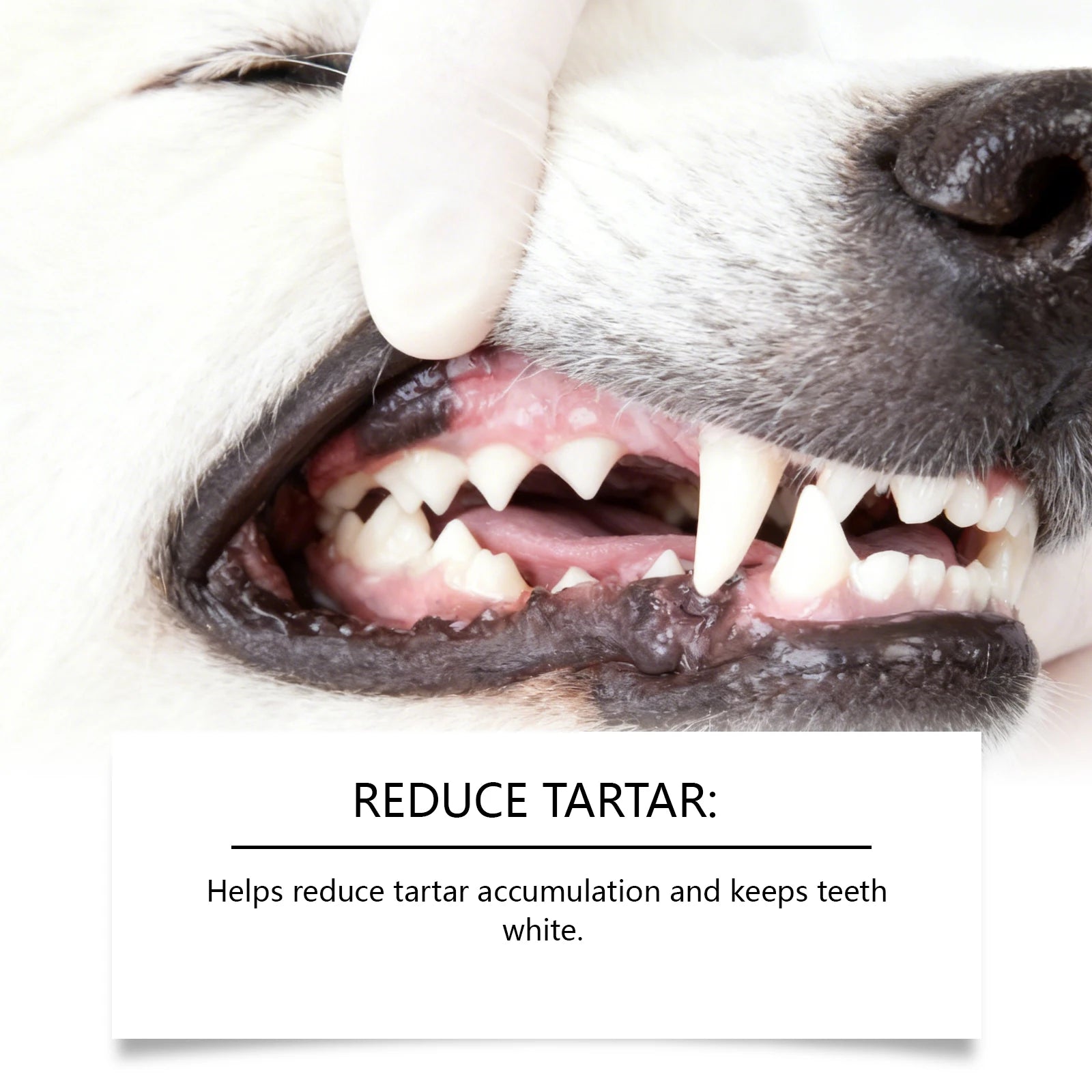 No Brushing Pet Oral Care Spray for Dog Breath Freshener Reduce Plaque Prevent Calculus Tartar Removal Pet Oral Health Care Oasis Select