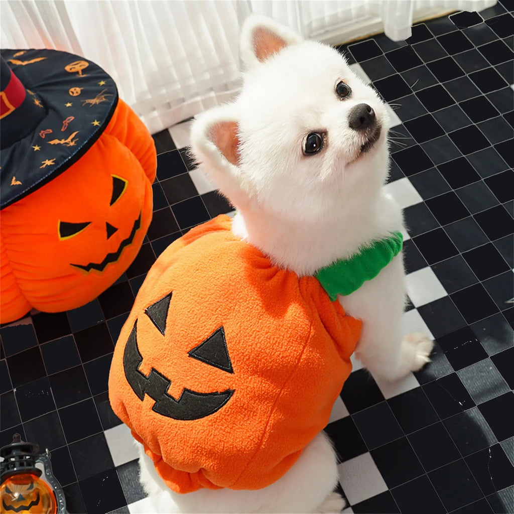 Halloween Pumpkin Costume for Cats & Small Dogs – Funny Pet Outfit Pet Halloween Costume Oasis Select